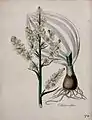 White hellebore (Veratrum album)