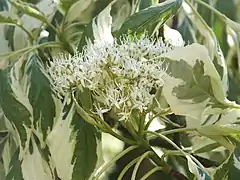 C. controversa 'Variegata', Moorbad Park, Germany