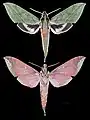 Xylophanes belti