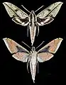 Xylophanes docilis