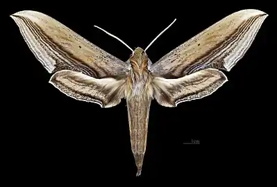 Female dorsal