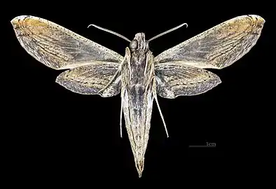 Male ventral view