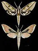 Xylophanes