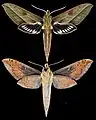 Xylophanes nabuchodonosor