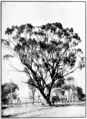 mature tree with man at roadside, circa 1920