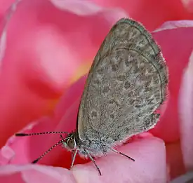 Image 21Zizina labradusPhoto credit: John O'NeillA Common Grass Blue (Zizina labradus), a small Australian butterfly. This specimen, perched on a rose, is approximately 10 millimetres (0.4 in) in size. Females generally have a larger wingspan compared to males (23 and 20 mm or 0.9 and 0.8 in respectively).More selected pictures