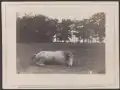 "Confederate Colonel and horse, both killed at the Battle of Antietam"