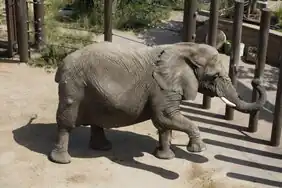 Elephant exhibit