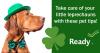A dog wearing a green hat and bowtie. Take care of your little leprechauns with these pet tips.